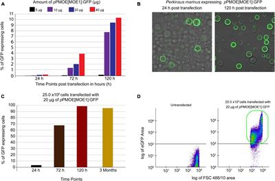 CRISPR/Cas9 Ribonucleoprotein-Based Genome Editing Methodology in the Marine Protozoan Parasite Perkinsus marinus